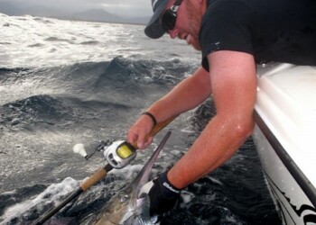 Report & Video: Mini marlin invade NSW coast